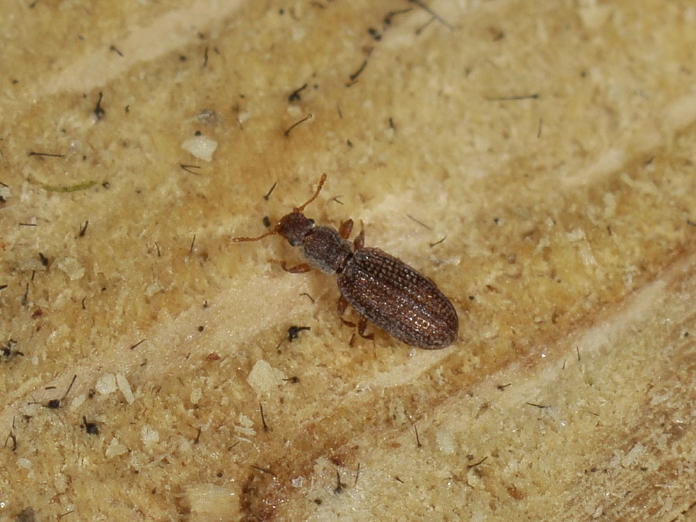 Dienerella sp. (Latridiidae)